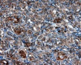 Anti-PIM2 antibody [8G10] used in IHC (Paraffin sections) (IHC-P). GTX83890