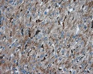 Anti-PIM2 antibody [8G10] used in IHC (Paraffin sections) (IHC-P). GTX83890