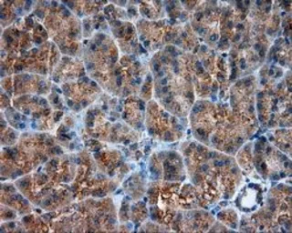 Anti-PIM2 antibody [8G10] used in IHC (Paraffin sections) (IHC-P). GTX83890