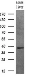 Anti-PIM2 antibody [8G10] used in Western Blot (WB). GTX83890