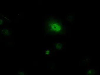 Anti-PIM2 antibody [8G10] used in Immunocytochemistry/ Immunofluorescence (ICC/IF). GTX83890