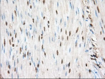 Anti-PIM2 antibody [9A5] used in IHC (Paraffin sections) (IHC-P). GTX83892