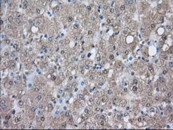 Anti-PIM2 antibody [9A5] used in IHC (Paraffin sections) (IHC-P). GTX83892