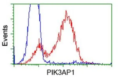 Anti-PIK3AP1 antibody [7A11] used in Flow cytometry (FCM). GTX83893