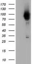 Anti-PIK3AP1 antibody [7A11] used in Western Blot (WB). GTX83893
