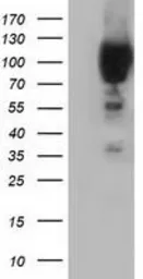 Anti-PIK3AP1 antibody [6H6] used in Western Blot (WB). GTX83896