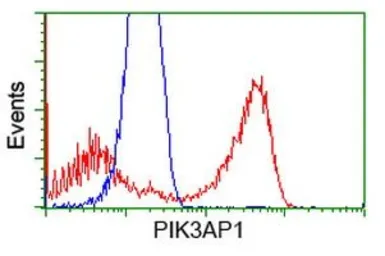 Anti-PIK3AP1 antibody [7G9] used in Flow cytometry (FCM). GTX83898
