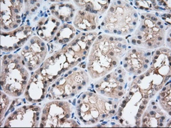 Anti-Profilin 1 antibody [2D2] used in IHC (Paraffin sections) (IHC-P). GTX83902