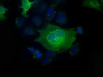 Anti-Profilin 1 antibody [2D2] used in Immunocytochemistry/ Immunofluorescence (ICC/IF). GTX83902