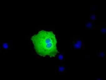 Anti-PEX5 antibody [6E9] used in Immunocytochemistry/ Immunofluorescence (ICC/IF). GTX83905
