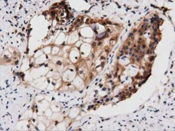 Anti-PEPD antibody [1B7] used in IHC (Paraffin sections) (IHC-P). GTX83909
