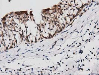 Anti-PEPD antibody [1B7] used in IHC (Paraffin sections) (IHC-P). GTX83909