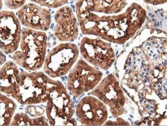 Anti-PEPD antibody [1B7] used in IHC (Paraffin sections) (IHC-P). GTX83909