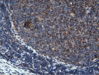 Anti-PEPD antibody [1B7] used in IHC (Paraffin sections) (IHC-P). GTX83909