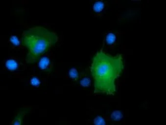 Anti-PEPD antibody [1B7] used in Immunocytochemistry/ Immunofluorescence (ICC/IF). GTX83909
