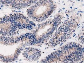 Anti-PEPD antibody [5D5] used in IHC (Paraffin sections) (IHC-P). GTX83910
