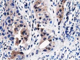 Anti-PEPD antibody [5D5] used in IHC (Paraffin sections) (IHC-P). GTX83910