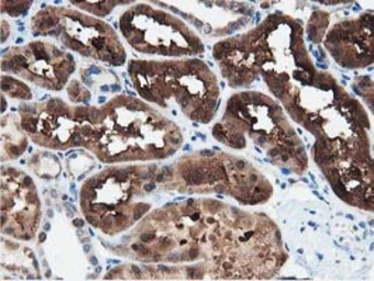 Anti-PEPD antibody [5D5] used in IHC (Paraffin sections) (IHC-P). GTX83910