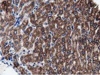 Anti-PEPD antibody [5D5] used in IHC (Paraffin sections) (IHC-P). GTX83910