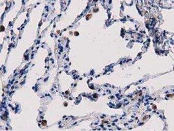 Anti-PEPD antibody [5D5] used in IHC (Paraffin sections) (IHC-P). GTX83910