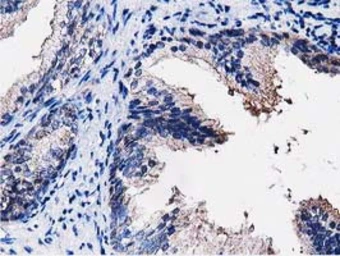 Anti-PEPD antibody [5D5] used in IHC (Paraffin sections) (IHC-P). GTX83910
