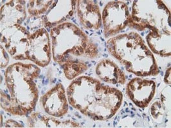 Anti-PECR antibody [1C9] used in IHC (Paraffin sections) (IHC-P). GTX83914