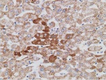 Anti-PECR antibody [1C9] used in IHC (Paraffin sections) (IHC-P). GTX83914