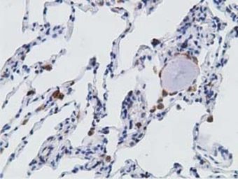 Anti-PECR antibody [1C9] used in IHC (Paraffin sections) (IHC-P). GTX83914