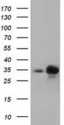 Anti-PECR antibody [1C9] used in Western Blot (WB). GTX83914