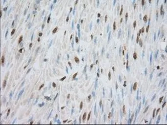 Anti-PDE4A antibody [6B6] used in IHC (Paraffin sections) (IHC-P). GTX83921