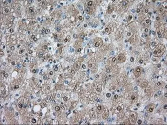 Anti-PDE4A antibody [6B6] used in IHC (Paraffin sections) (IHC-P). GTX83921