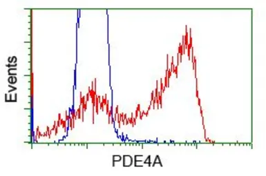 Anti-PDE4A antibody [6B6] used in Flow cytometry (FCM). GTX83921
