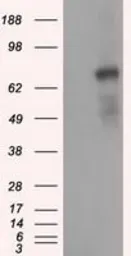 Anti-PDE4A antibody [6B6] used in Western Blot (WB). GTX83921