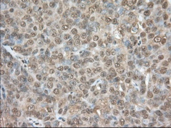 Anti-PDE4A antibody [7B11] used in IHC (Paraffin sections) (IHC-P). GTX83922