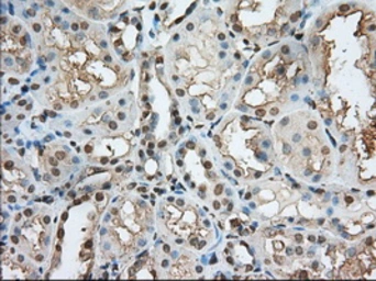 Anti-PDE4A antibody [7B11] used in IHC (Paraffin sections) (IHC-P). GTX83922