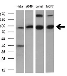 Anti-PDE4A antibody [7B11] used in Western Blot (WB). GTX83922