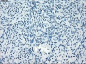 Anti-PDE10A antibody [1B2] used in IHC (Paraffin sections) (IHC-P). GTX83931