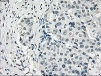 Anti-PDE10A antibody [1C9] used in IHC (Paraffin sections) (IHC-P). GTX83933