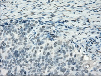 Anti-PDE10A antibody [1C9] used in IHC (Paraffin sections) (IHC-P). GTX83933