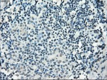 Anti-PDE10A antibody [1C9] used in IHC (Paraffin sections) (IHC-P). GTX83933