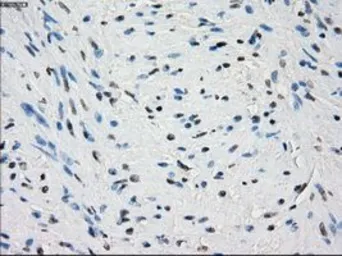 Anti-PDE10A antibody [1C9] used in IHC (Paraffin sections) (IHC-P). GTX83933