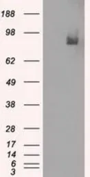 Anti-PDE10A antibody [1C9] used in Western Blot (WB). GTX83933