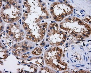 Anti-PASK antibody [8G9] used in IHC (Paraffin sections) (IHC-P). GTX83941