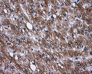Anti-PASK antibody [8G9] used in IHC (Paraffin sections) (IHC-P). GTX83941