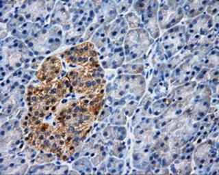 Anti-PASK antibody [8G9] used in IHC (Paraffin sections) (IHC-P). GTX83941