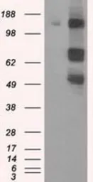 Anti-PASK antibody [8G9] used in Western Blot (WB). GTX83941