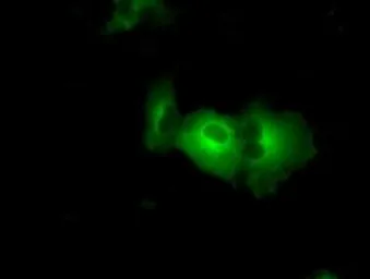 Anti-PASK antibody [8G9] used in Immunocytochemistry/ Immunofluorescence (ICC/IF). GTX83941