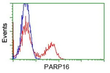 Anti-PARP16 antibody [4E2] used in Flow cytometry (FCM). GTX83942
