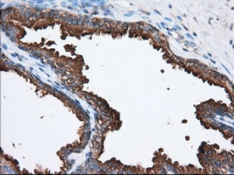 Anti-PANK2 antibody [3H9] used in IHC (Paraffin sections) (IHC-P). GTX83944