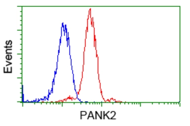 Anti-PANK2 antibody [3H9] used in Flow cytometry (FCM). GTX83944